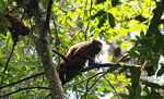 Red howler monkey [suriname_0282a]
