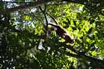 Red howler monkey [suriname_0284]