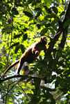Red howler monkey [suriname_0284a]