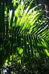 Palm frond lit by sun rays