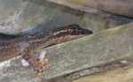 Turnip-tailed Gecko (Thecadactylus rapicauda) [suriname_0417a]