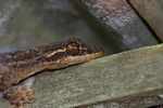 Turnip-tailed Gecko (Thecadactylus rapicauda) [suriname_0423]