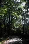 Forest of Brownsberg [suriname_0457]