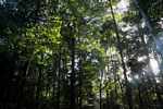 Forest of Brownsberg [suriname_0460]