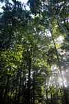 Forest of Brownsberg [suriname_0461]