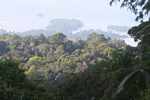 Rainforest canopy in Suriname [suriname_0666]
