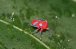 Hot pink insect with turquoise feet and eyes