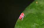 Hot pink insect with light blue feet and eyes