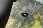 Beetle [suriname_0702]