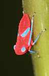Magenta insect with light blue feet and eyes [suriname_0707a]
