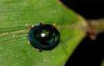 Dark green beetle [suriname_0721]