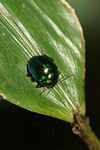 Dark green beetle [suriname_0723]