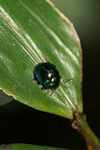 Dark green beetle