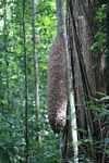 Rainforest termite nest