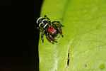 Red-headed spider with yellow and black markings [suriname_0734]