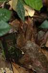 Leaf frog [suriname_0759]