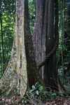 Canopy tree and a liana [suriname_0788]