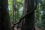 Canopy tree and a liana [suriname_0790]
