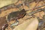 Leaf toad (Bufo species?) [suriname_0818]