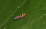 Orange and black adult leafhopper [suriname_0848]