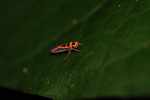 Orange and black leafhopper
