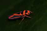 Unknown orange and black leafhopper