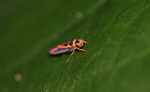 Orange and black insect