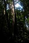 Canopy tree [suriname_0873]