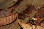 Leaf toad (Bufo species?) [suriname_0879]