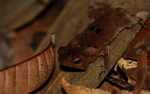Leaf toad (Bufo species?) [suriname_0881]