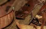 Leaf toad (Bufo species?) [suriname_0882]