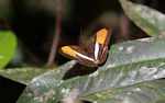 Brown, orange, and white butterfly