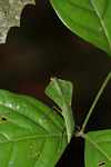 Leaf-mimicking praying mantis [suriname_0913]