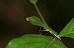 Leaf-mimicking praying mantis [suriname_0914]