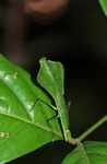 Leaf-mimicking praying mantis [suriname_0924]