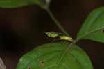 Leaf-mimicking praying mantis [suriname_0948]
