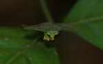Leaf-mimicking praying mantis [suriname_0954]