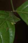 Leaf-mimicking praying mantis [suriname_0959]
