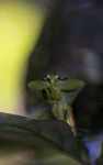 Leaf-mimicking praying mantis [suriname_0962]