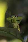Leaf-mimicking praying mantis [suriname_0967a]