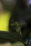 Leaf-mimicking praying mantis [suriname_0968]