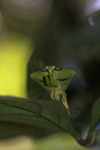 Leaf-mimicking praying mantis [suriname_0969]