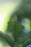 Leaf-mimicking praying mantis [suriname_0975]