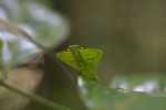 Leaf-mimicking praying mantis [suriname_0998]