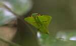 Leaf-mimicking praying mantis [suriname_0998a]