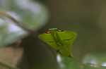 Leaf-mimicking praying mantis [suriname_0999b]