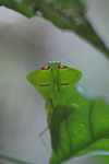 Leaf-mimicking praying mantis [suriname_1001]