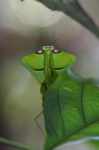 Leaf-mimicking praying mantis [suriname_1008]
