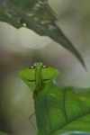 Leaf-mimicking praying mantis [suriname_1009]