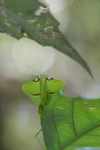 Leaf-mimicking praying mantis [suriname_1013]